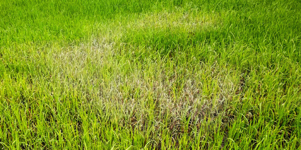 除草剤の選択性により稲より大きくなったヒエだけが枯れた状態