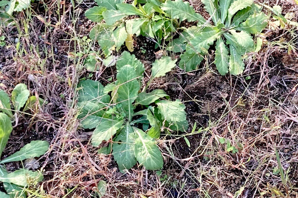 粒状除草剤を撒いた状態