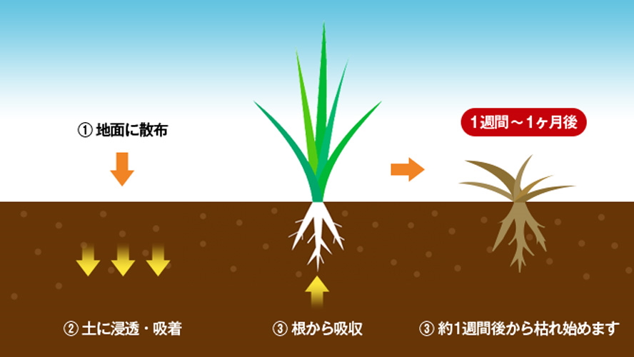 粒状除草剤の効き方イメージ図