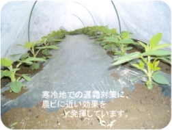 イワタニ 農業用不織布 SUPERアイホッカ #20 幅270cm×長さ200m SUPER 