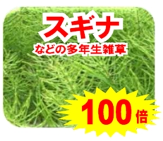 スギナの希釈倍率