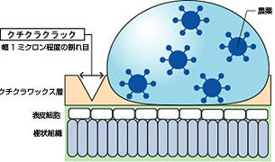 サーファクタントWKの効果メカニズム