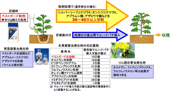 ベストガード剤を活用したトマト害虫の上手な防ぎ方