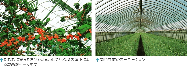 キリヨケバーナルの使用例