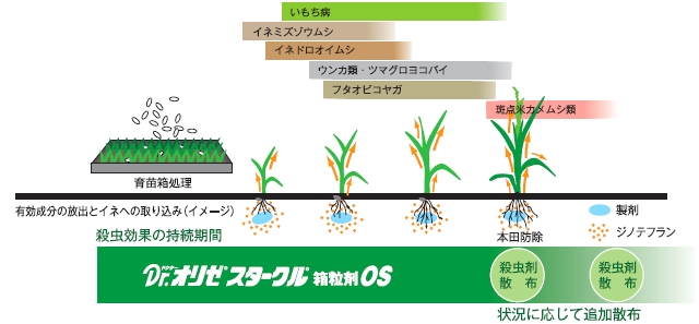 Dr.オリゼスタークル箱粒剤OSの効き方イメージ