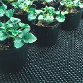 タキロンシーアイ　アグリメイト　幅100cm×長さ50m　ポット育苗 鉢物栽培用シート